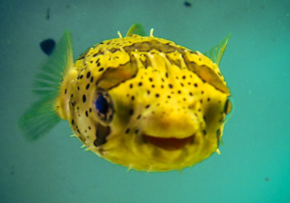 Фотография автора Olena Vorotyntseva