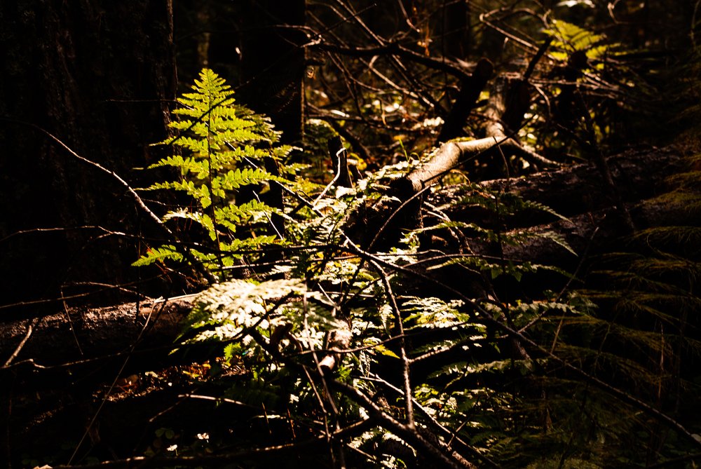 Photograph by Елена Ельцова