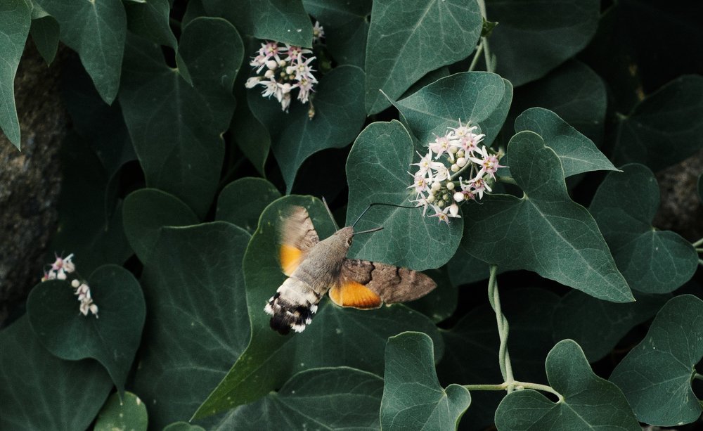 Photograph by Кассандра Мареева