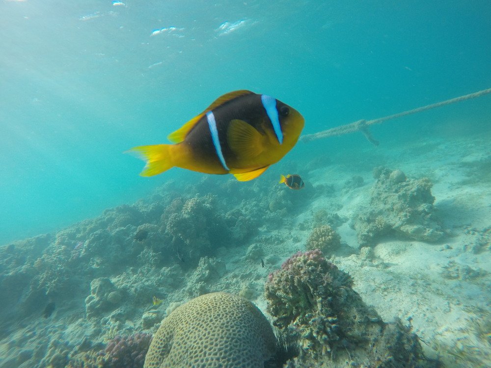 Photograph by OMAR Mourtagy Helal