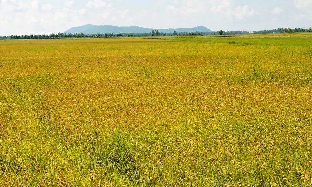 Photograph by MỸ THUẬN HUỲNH