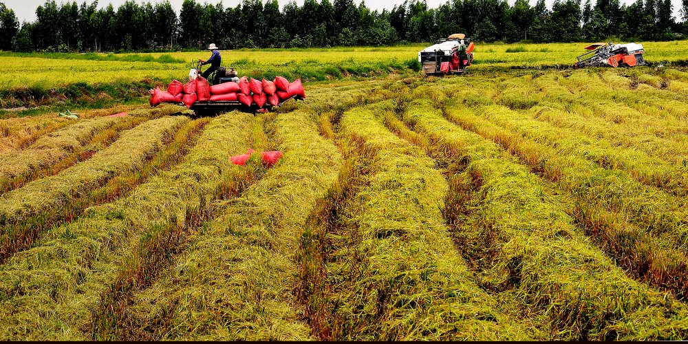 Photograph by MỸ THUẬN HUỲNH