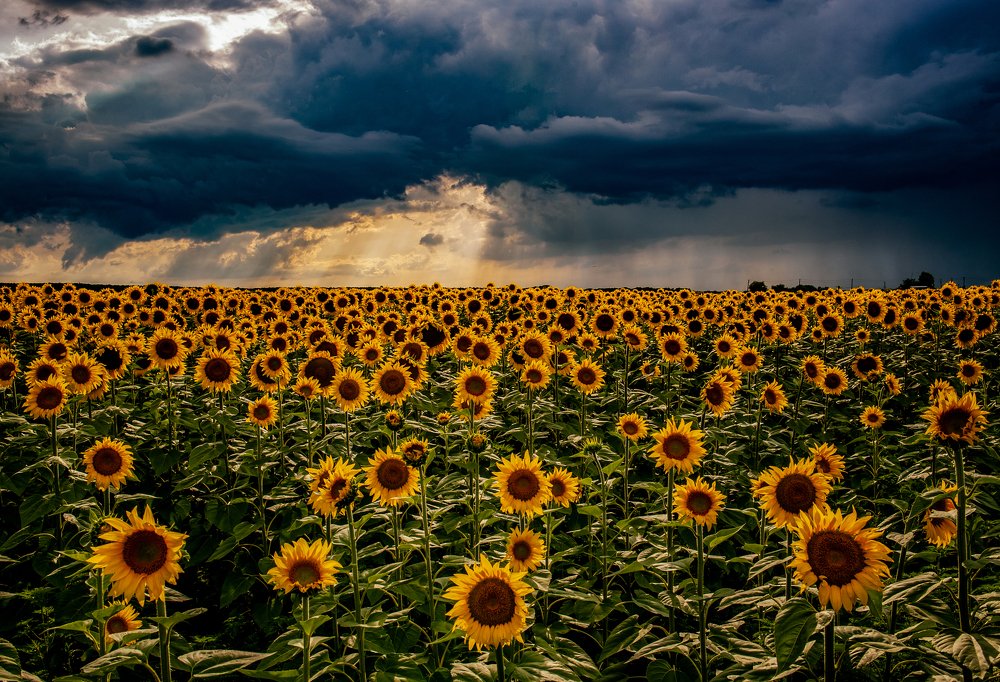 Sunflowers field