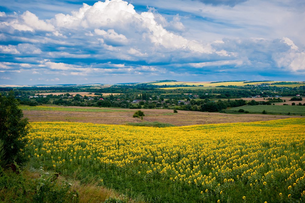 Sunflowers