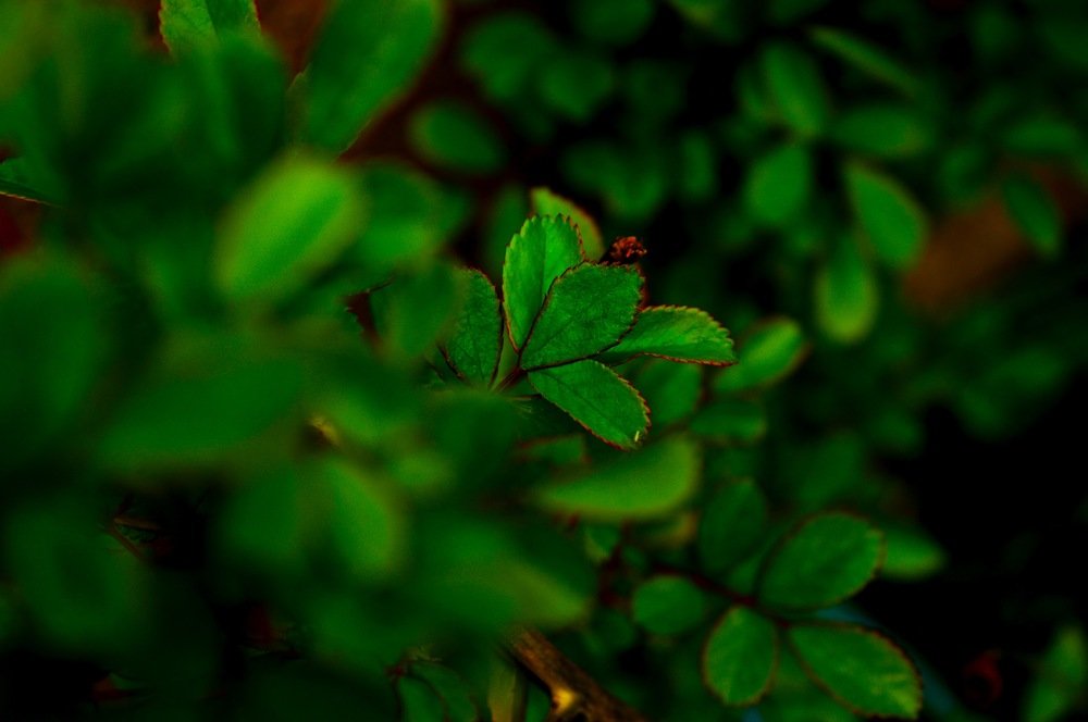 greens and leaves