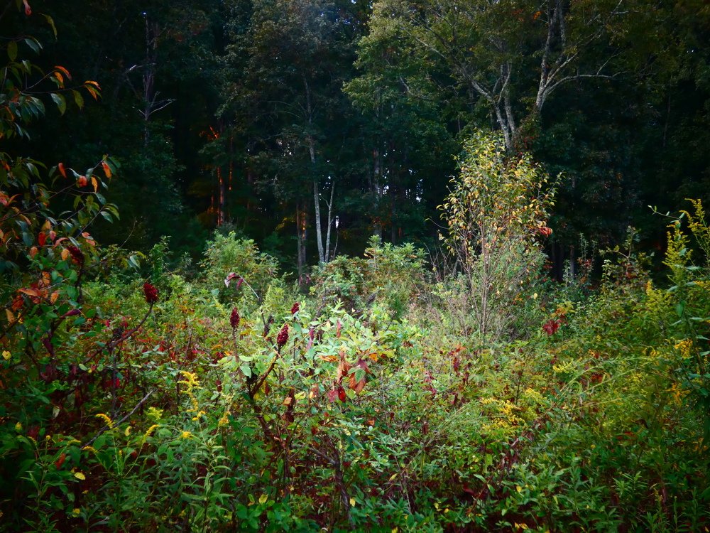 Буйнотравье.