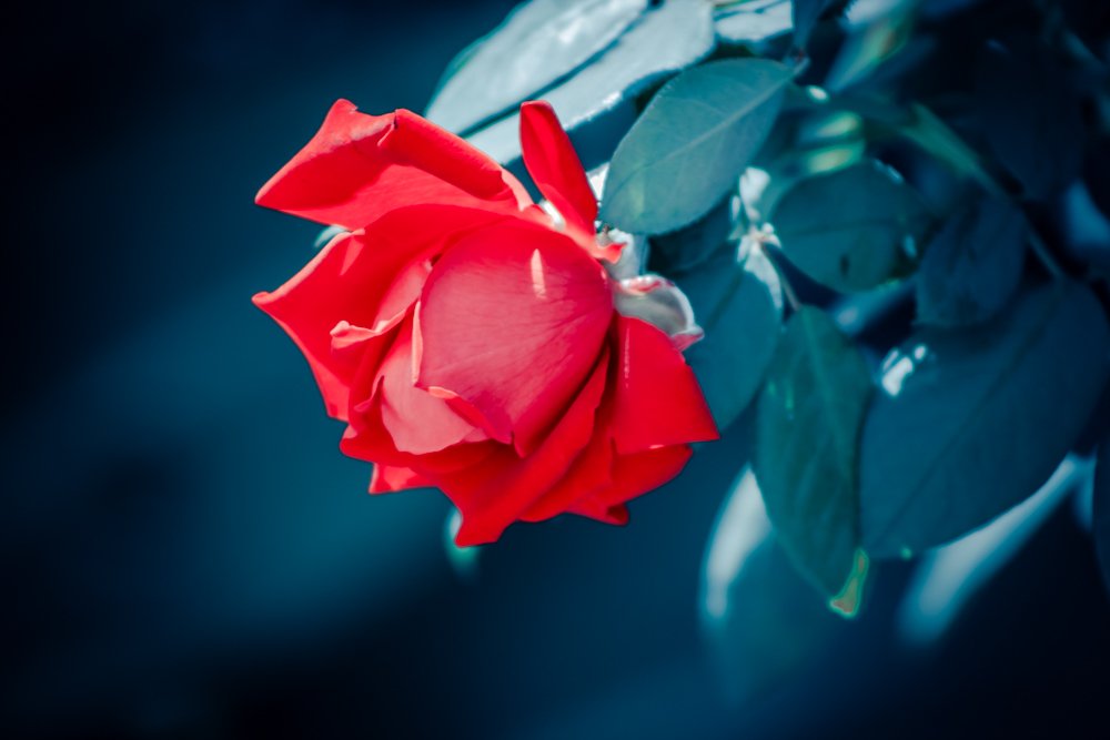 Photograph by Галина Литвинова