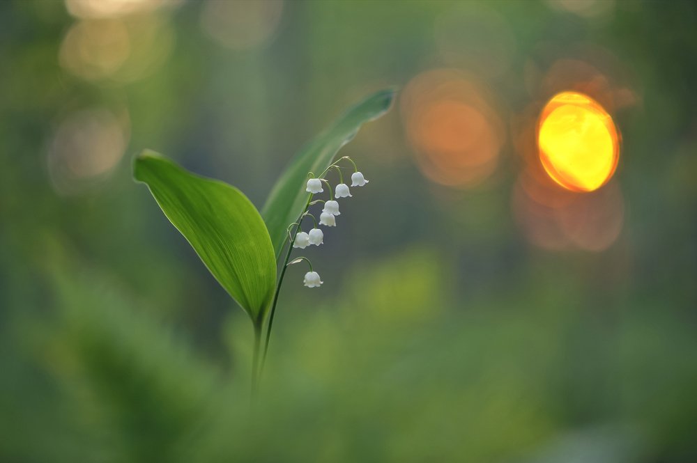 Photograph by Александр Гвоздь