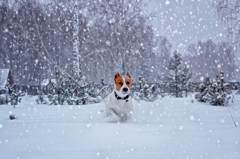 Photograph by Надежда Тарасенко
