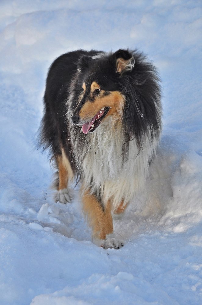 Колли зимой