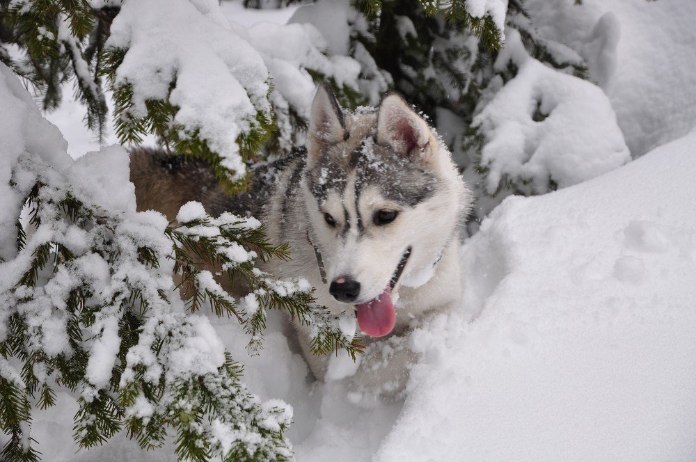 Хаски в лесу зимой