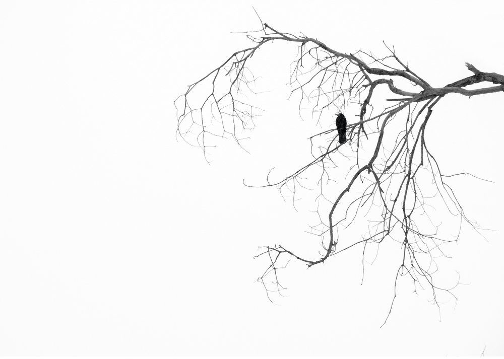 Photograph by Farshad Yazdankhah