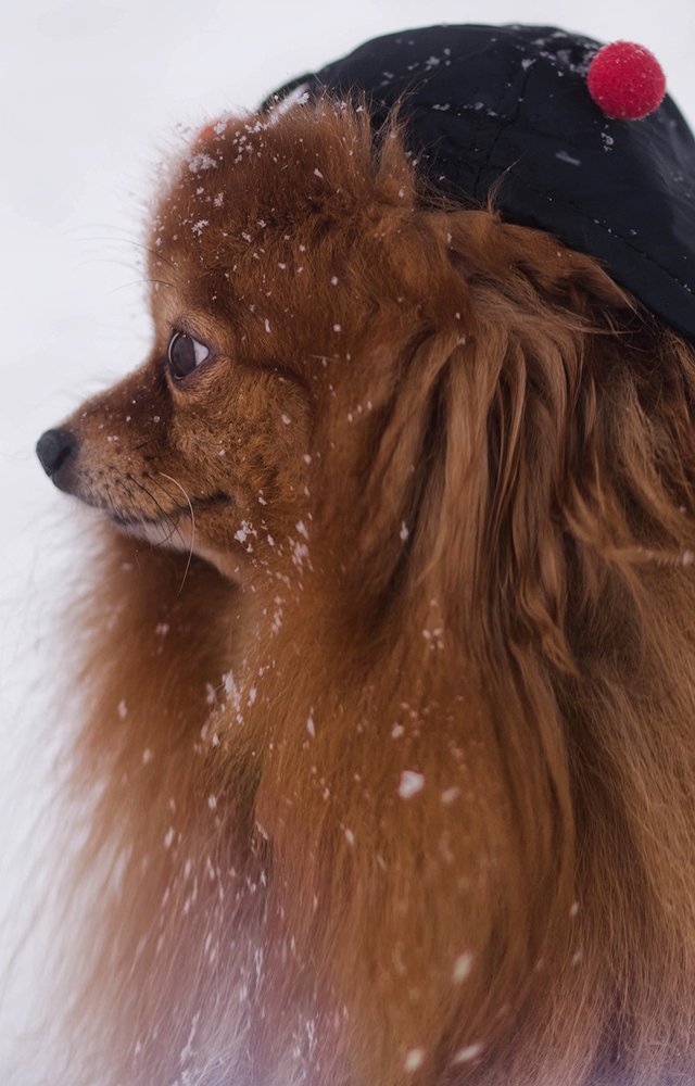 Photograph by Lady Integra