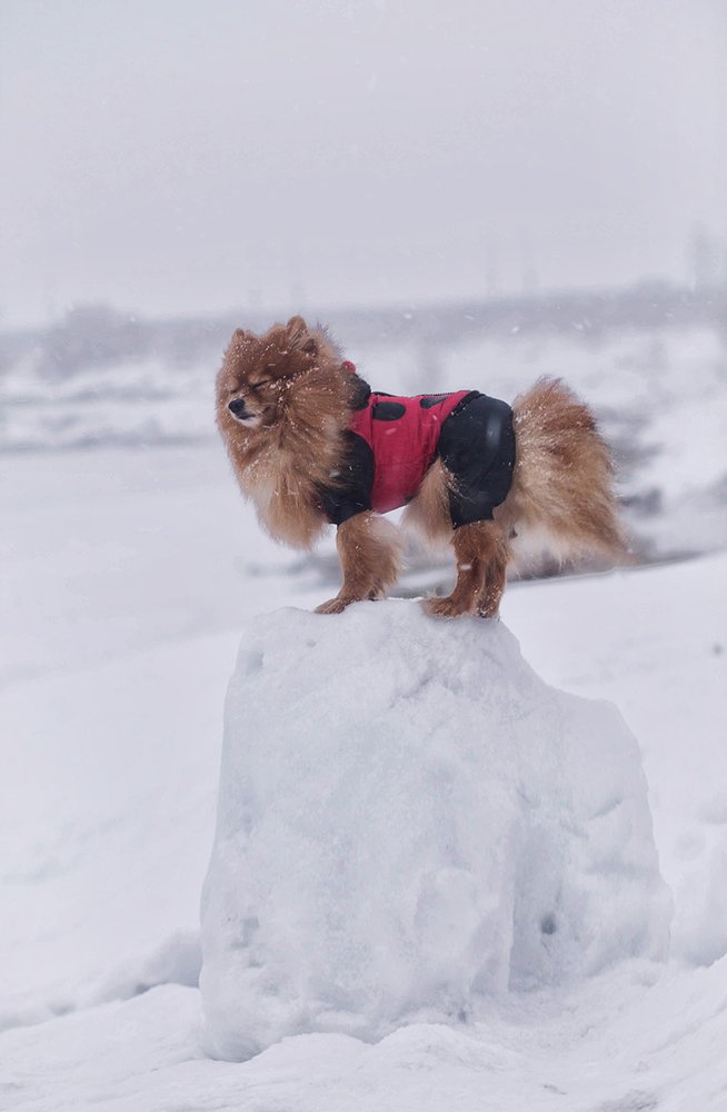 Photograph by Lady Integra