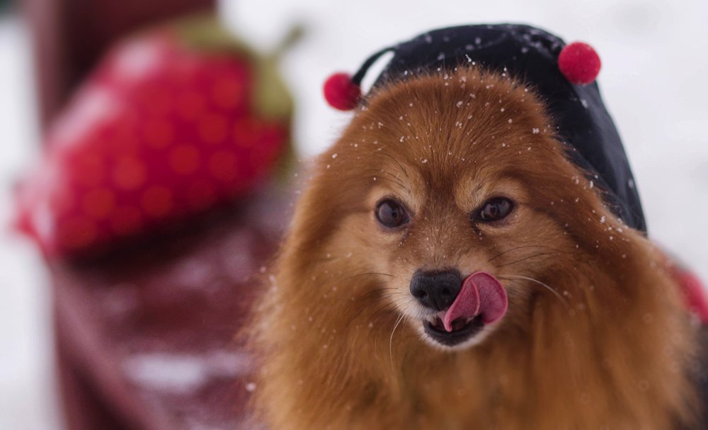 Photograph by Lady Integra