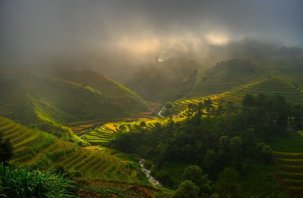 Dawn on the rice field