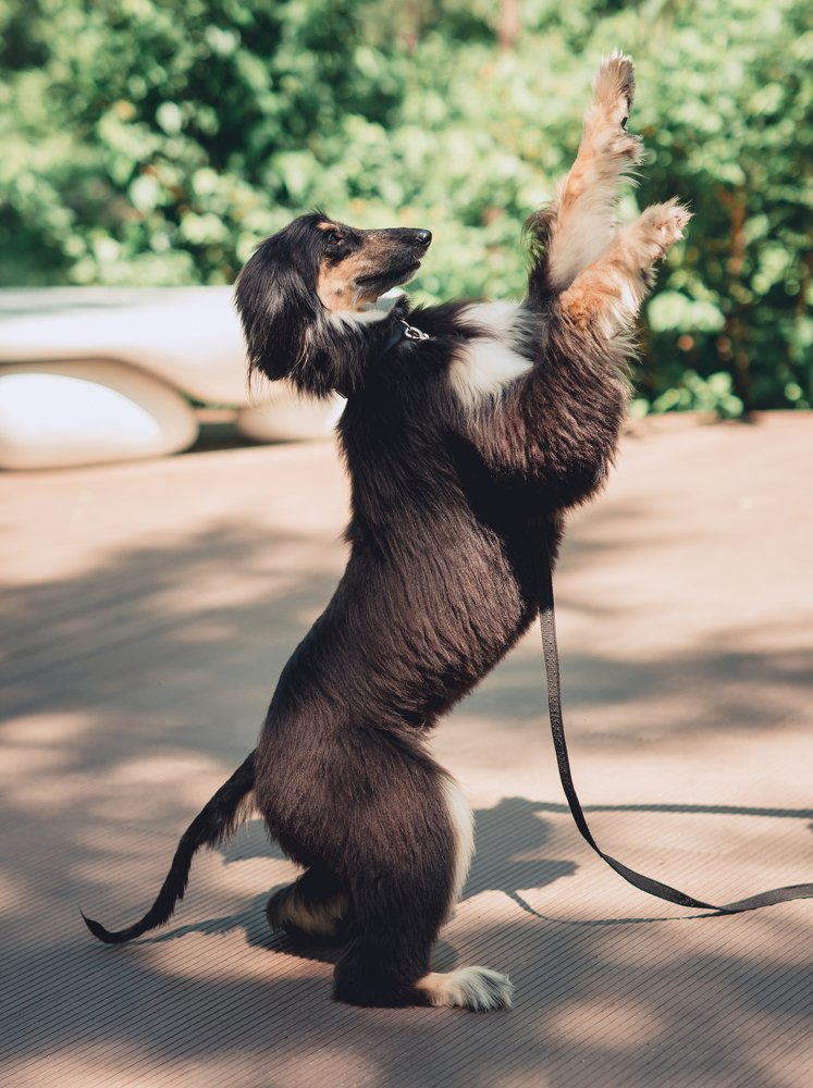 Фотография автора Диана Липкина