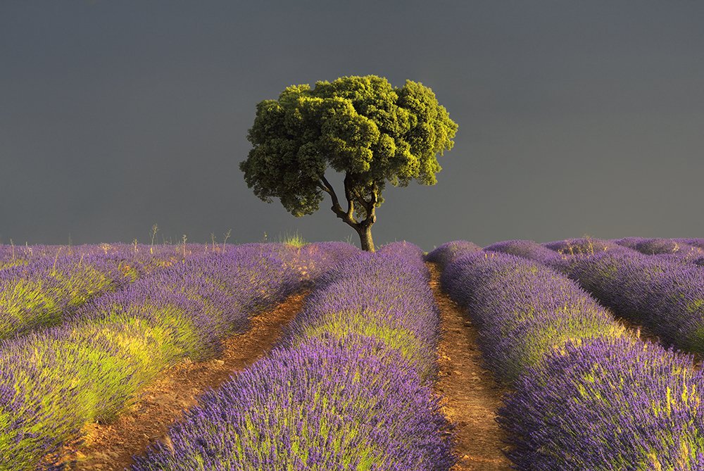 Symphony of light and color