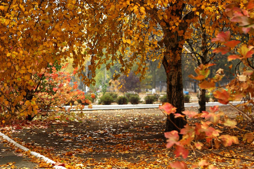 Photograph by Владимир Харчиков