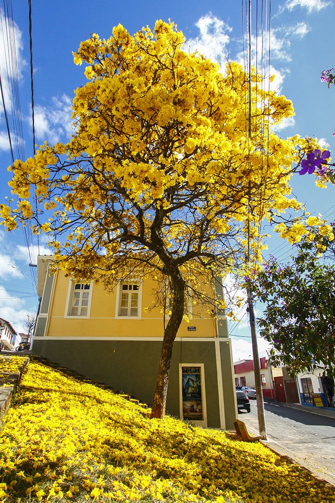 Фотография автора Sidney de Almeida