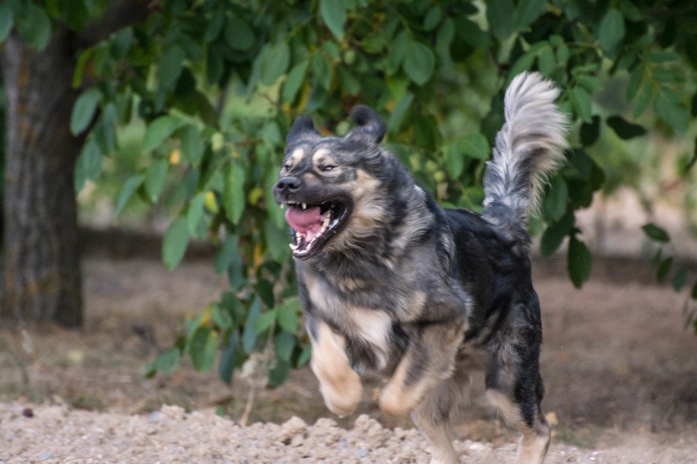 Photograph by Димитар Бирачоски