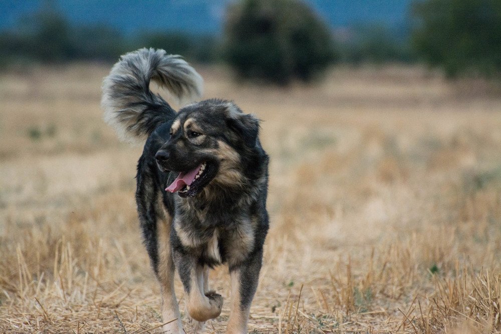 Photograph by Димитар Бирачоски