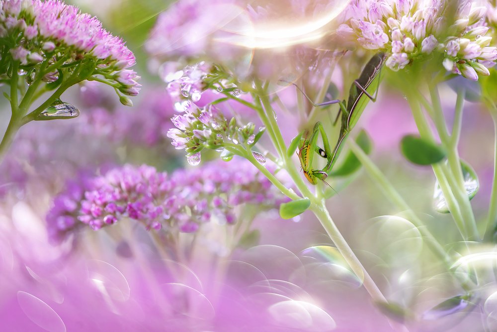 Photograph by Татьяна Крылова