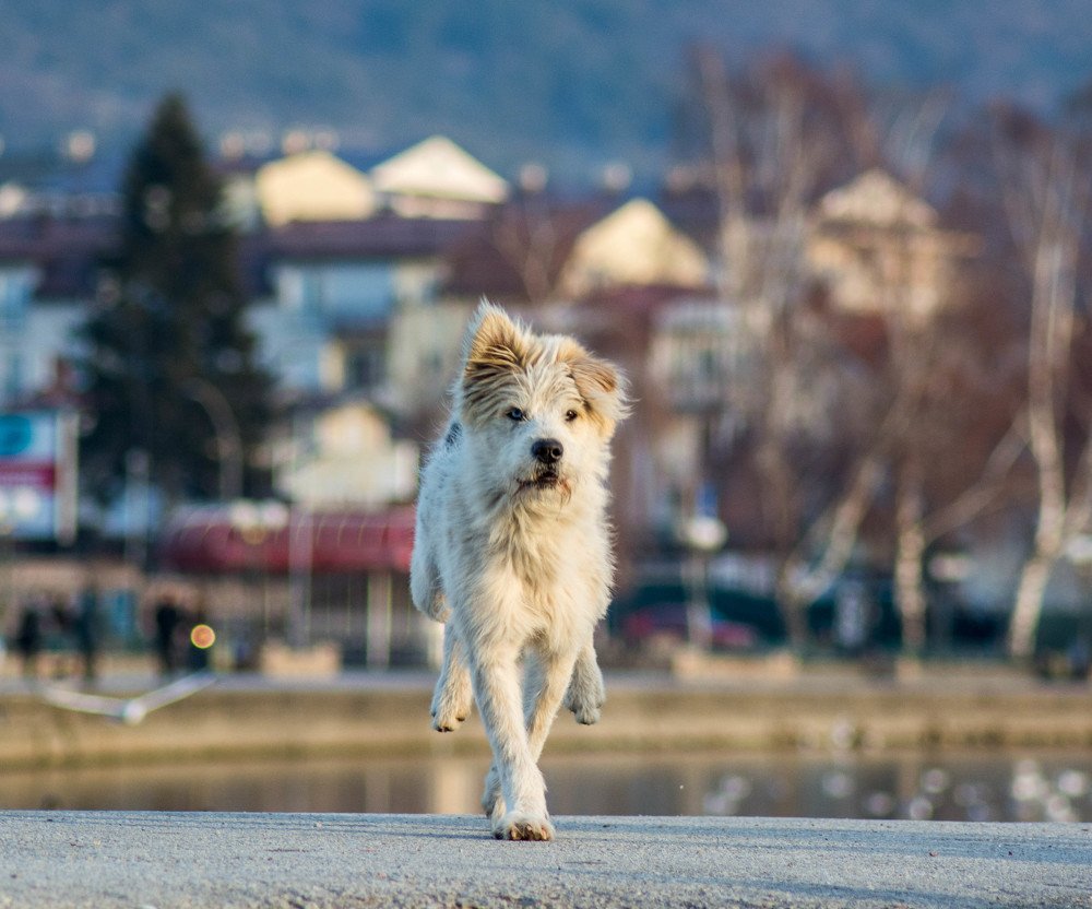 Photograph by Димитар Бирачоски