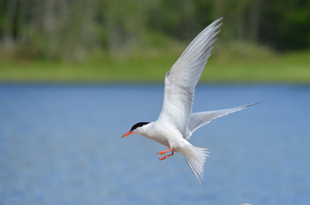 Photograph by Галина Катанова