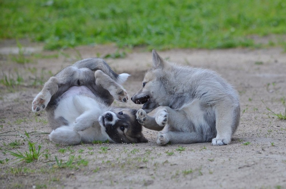 смотри как я могу, оп-ля!