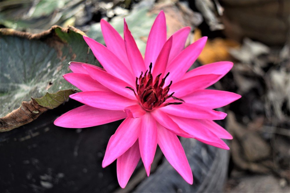 Photograph by Rajeev Sinha