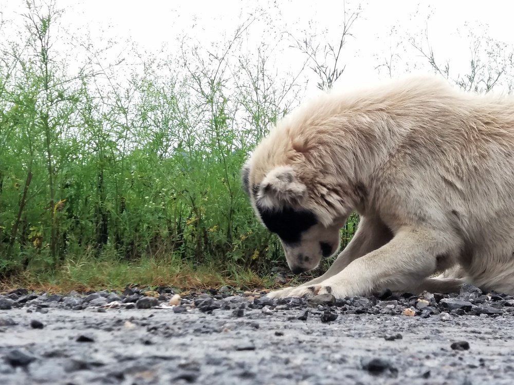 Photograph by Sadaf Saeed