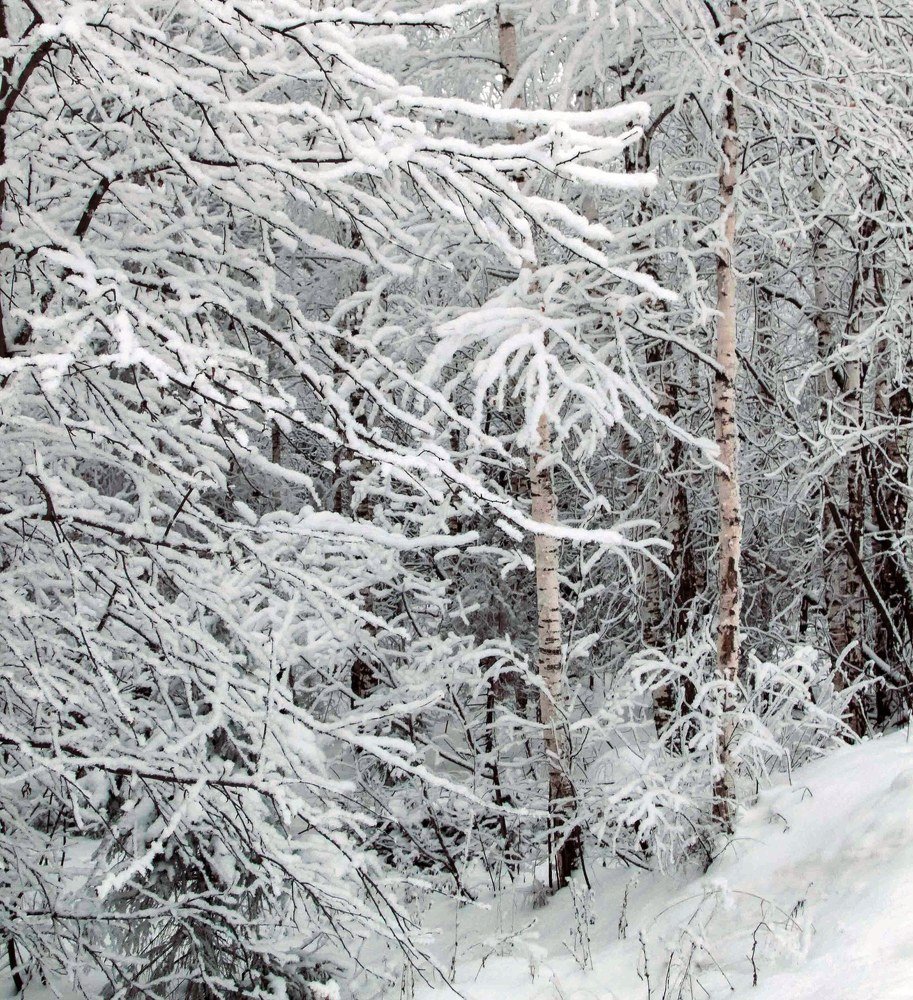 Photograph by Светлана Кавказская