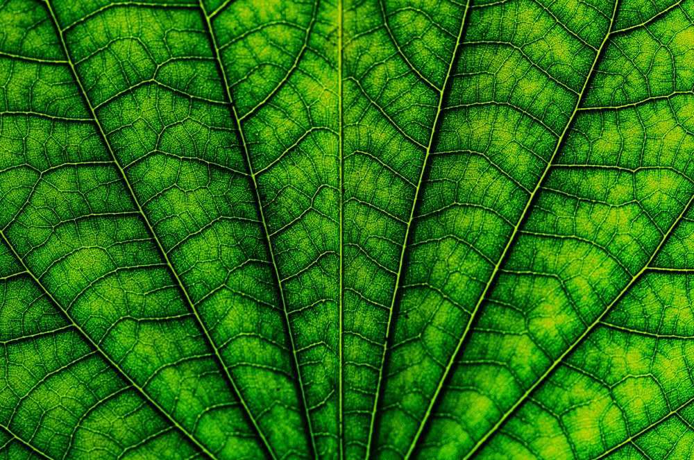 Photograph by Raaj Kiran