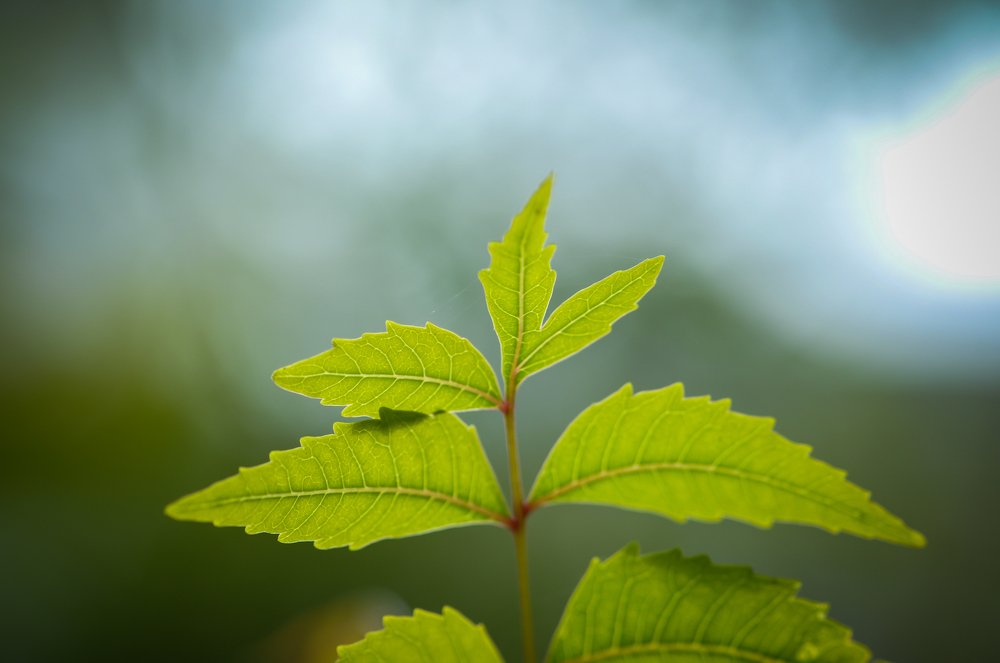 Photograph by Raaj Kiran