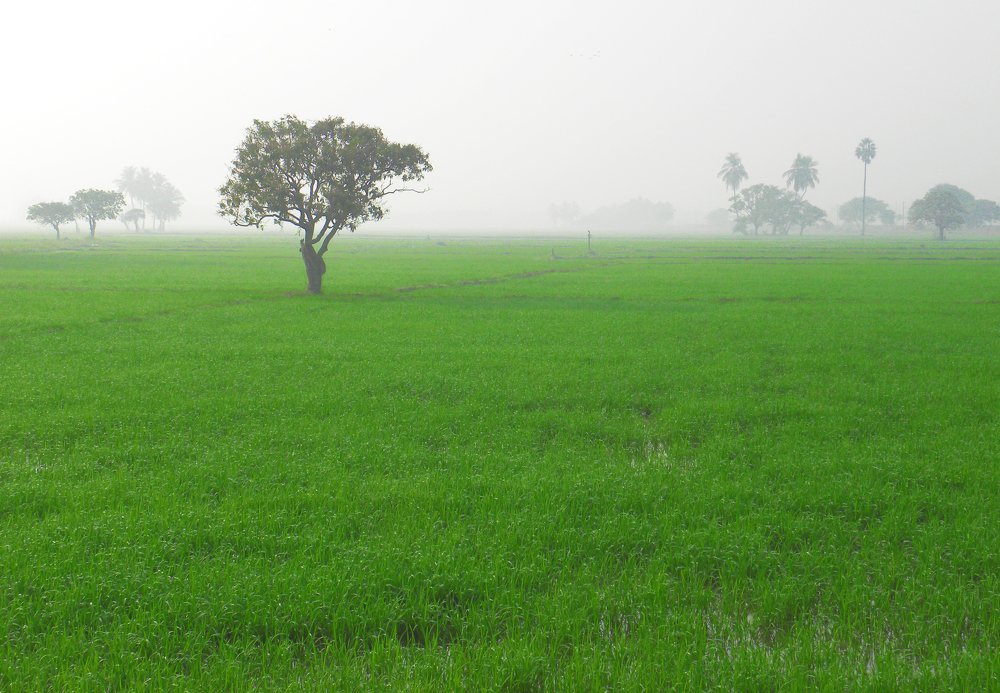 Photograph by Raaj Kiran