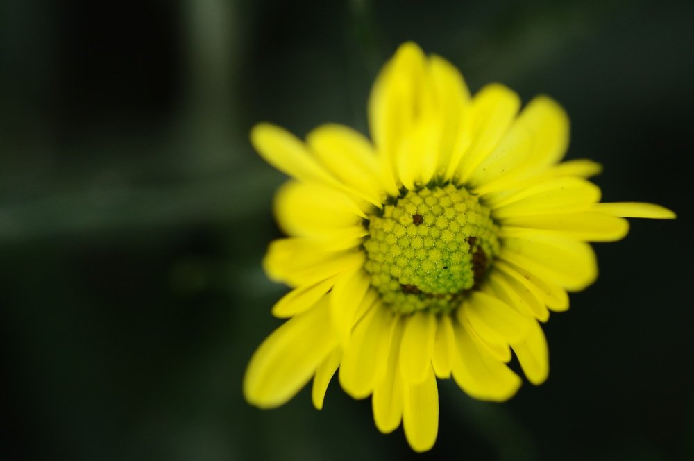 Photograph by Raaj Kiran