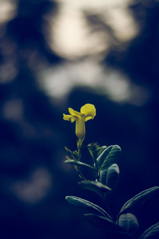 Photograph by Raaj Kiran