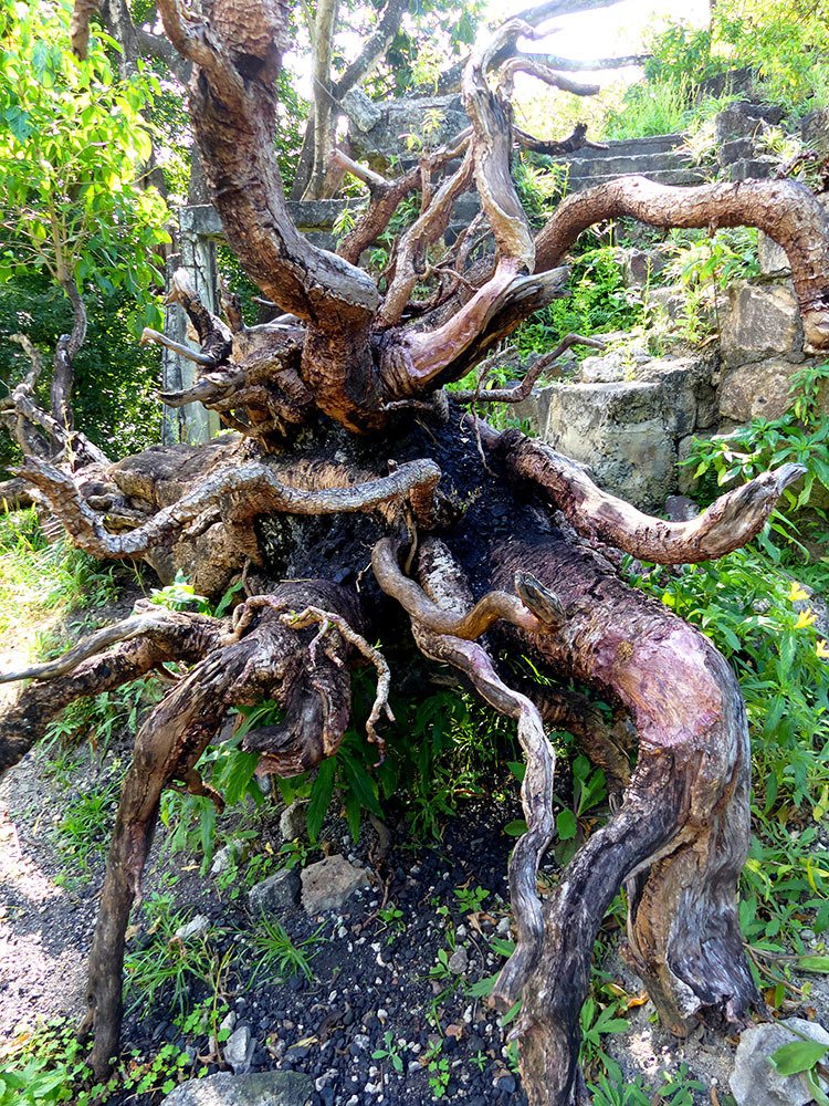 roots from fallen tree.
