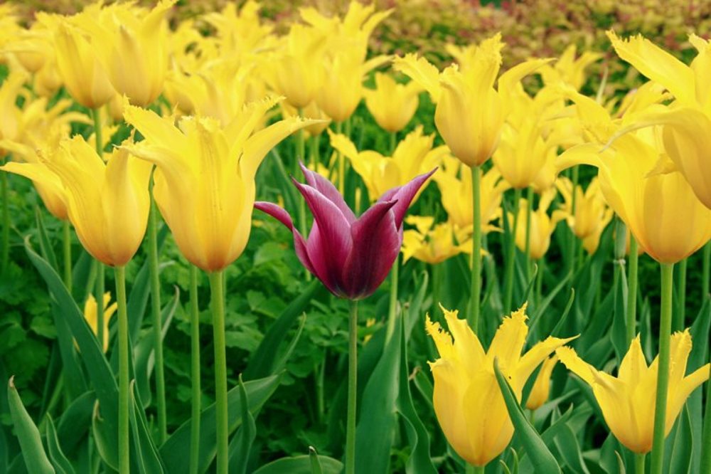 Photograph by Anna Kirienkova