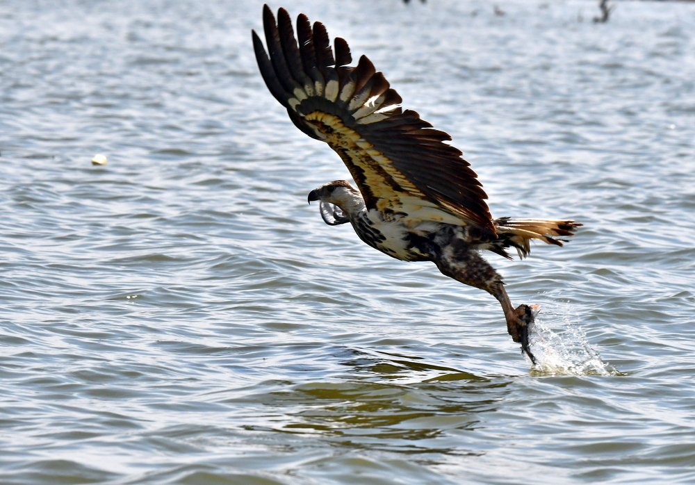 Photograph by PRASHANT VAIDYA