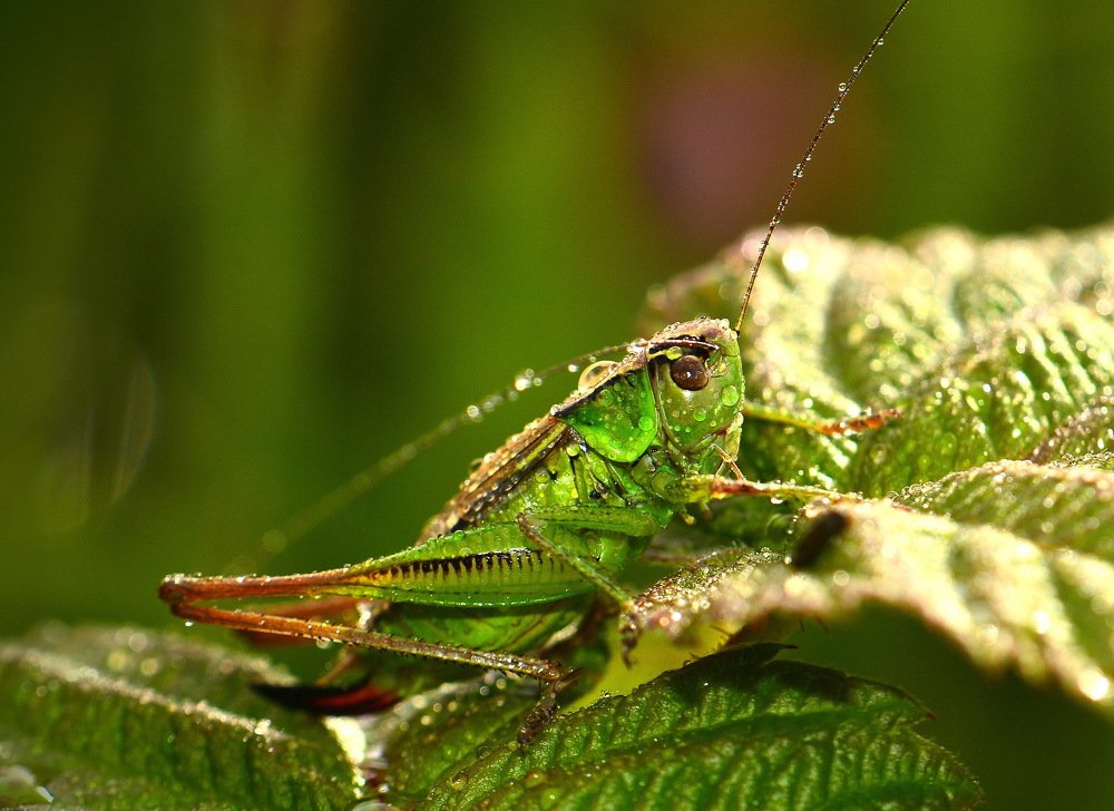 В росе сидел кузнечик.