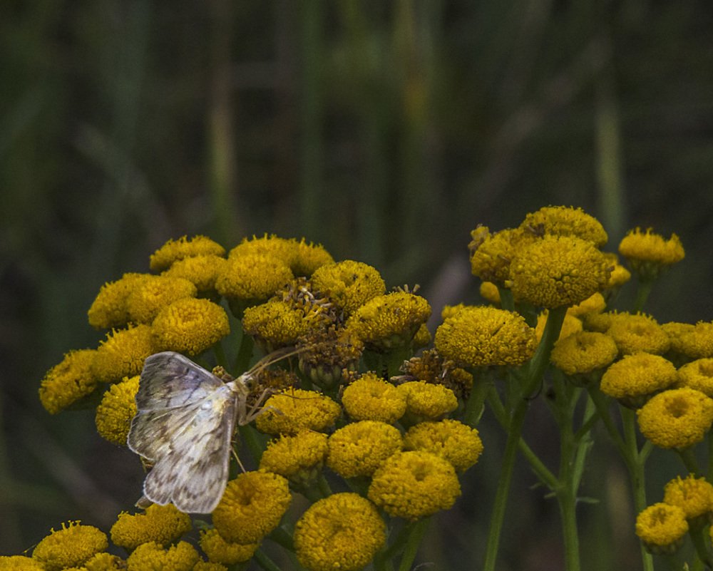 Photograph by Цветков Сергей