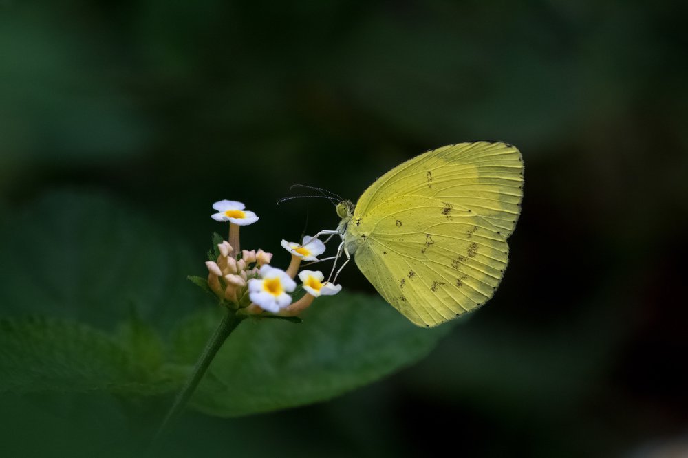 Photograph by Priyangshu Mitra