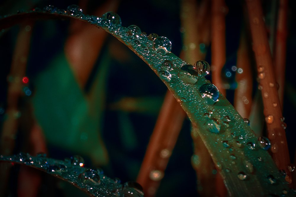 Photograph by Serhij Kharchenko