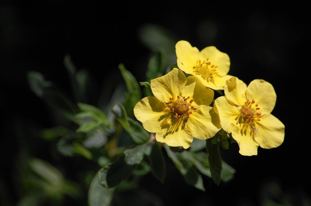 Курильский чай