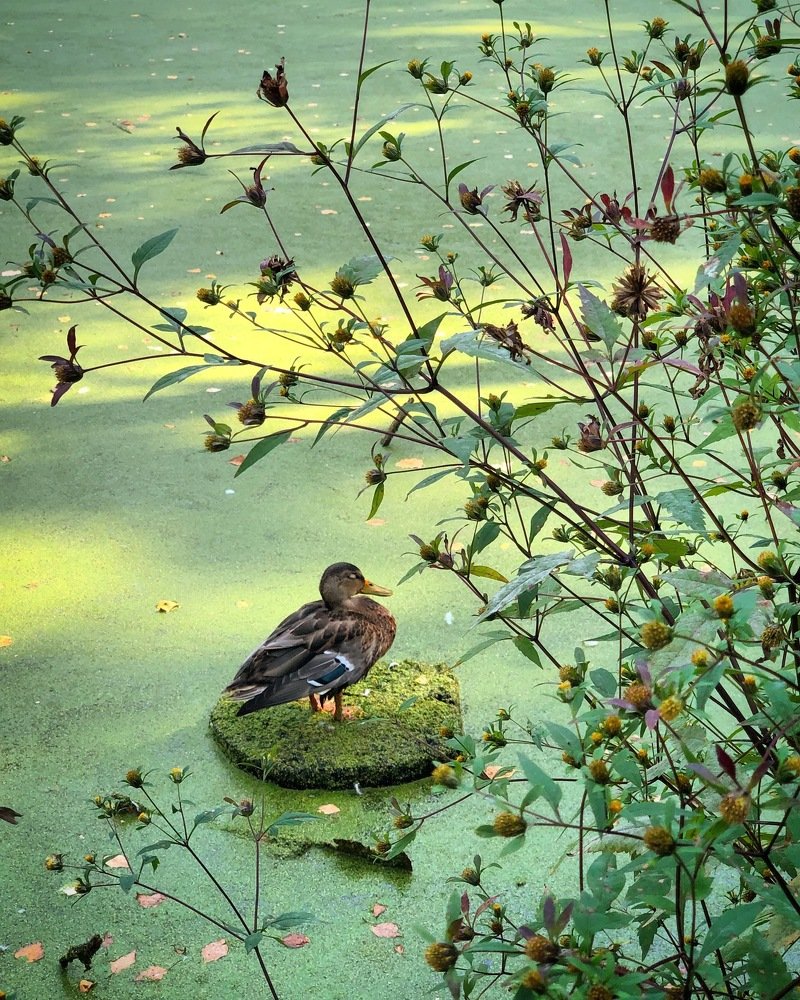 Photograph by Ольга Харлан