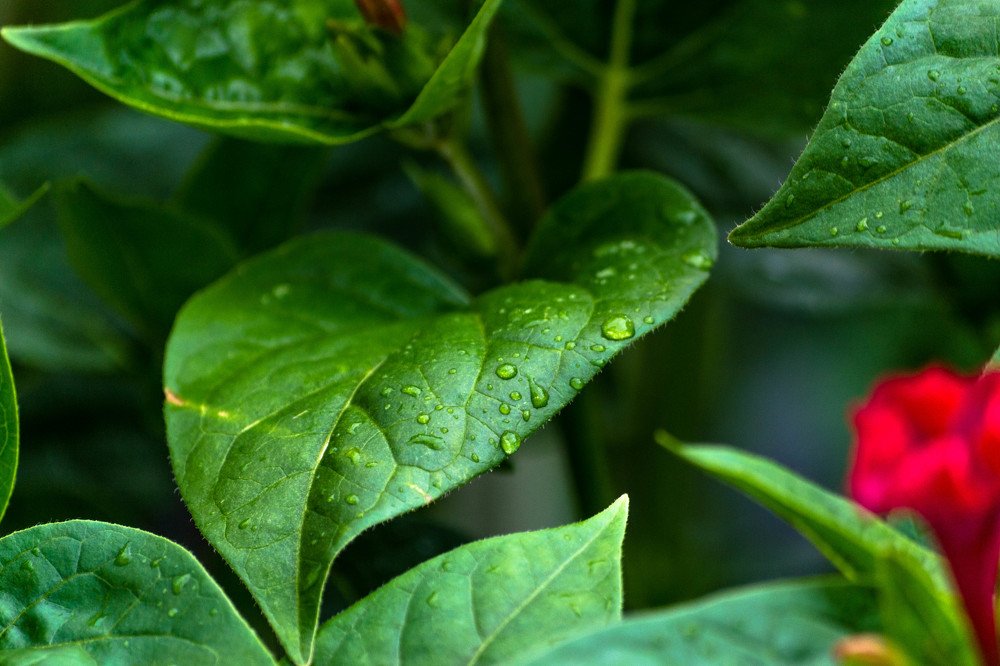 Photograph by Димитар Бирачоски