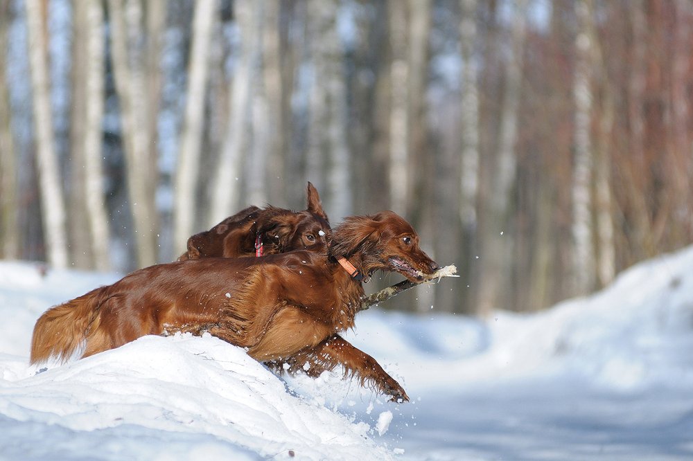 Photograph by Елена Дзюбанова