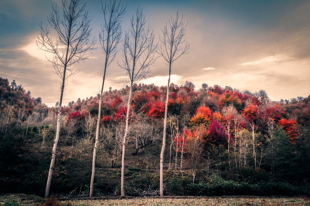 Photograph by Seyad Sajad Mirrahimi Daryasari